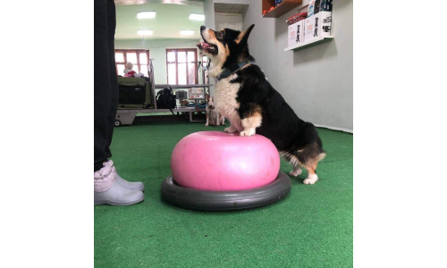 Przygotowanie psów do wystaw (trening ringowy)