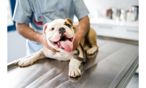 Услуги эндоскопии для собак во Львове