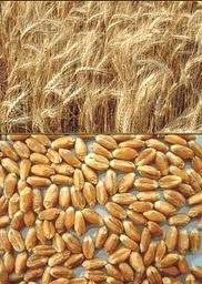 Семена озимой пшеницы Солоха – элита