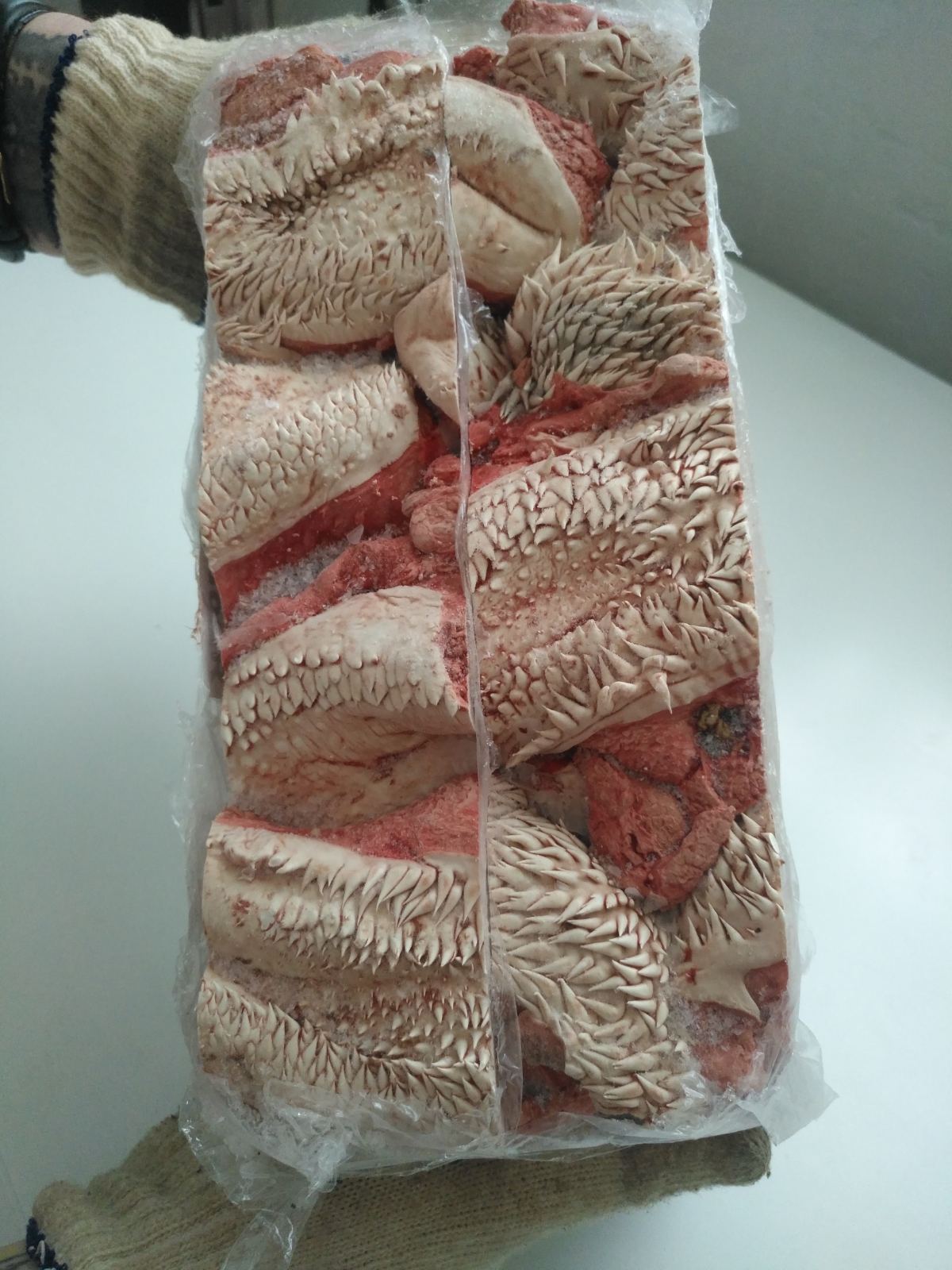 Шипи яловичі експорт