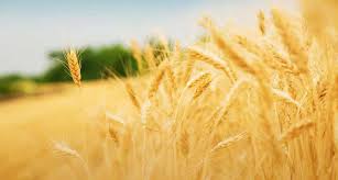 Пшеница озимая Смуглянка-1 репродукция