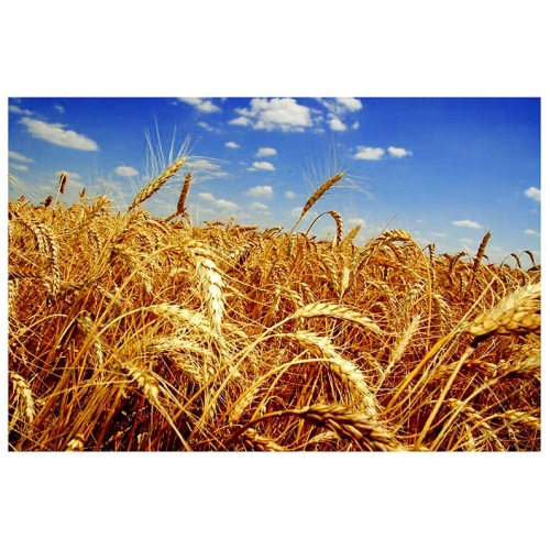 Пшеница озимая Фаворитка - супер элита
