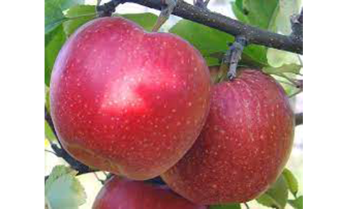 Jabłka luzem odmiany Gala kupię w rejonie Czerniowiec