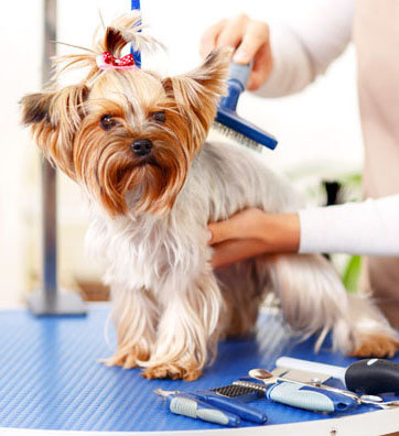 Заказать профессиональные парикмахерские услуги для кошек и собак