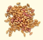 Озимая пшеница Смуглянка - І репродукция