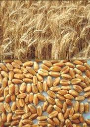 Озимая пшеница Скарбниця - І репродукция