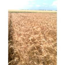 Озима пшениця Антонівка - еліта