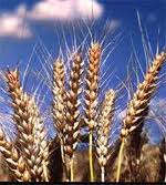 Семена озимой пшеницы Божья коровка - супер элита