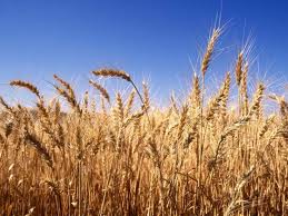 Семена Озимой пшеницы Смуглянка – элита