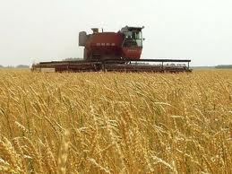 Семена озимой пшеницы Славная – супер элита