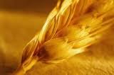 Насіння озимої пшениці Новокиївська - супер еліта