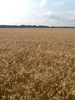 Семена озимой пшеницы Наталка – супер элита