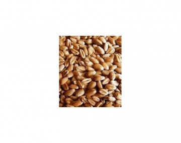 Семена озимой пшеницы Золотоколоса – элита