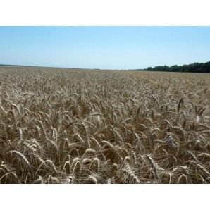 Семена озимой пшеницы Фаворитка - супер элита