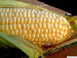 Гибрид кукурузы «КАДР – 267 МВ»
