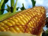 Семена кукурузы ОДЕСЬКИЙ 385 МВ 