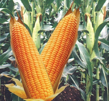 Семена кукурузы «ЕЛЕГІЯ МВ»