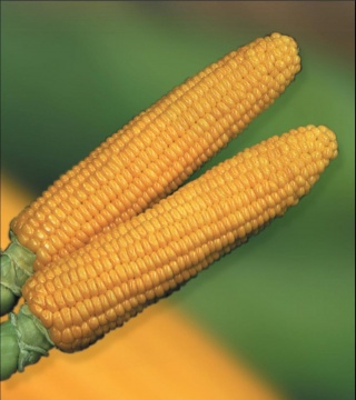 Семена кукурузы «ШАЛАНДА МВ»