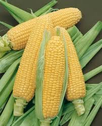 Семена кукурузы «ЭС ТРІО ФАО 240»