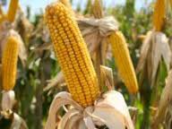 Семена кукурузы «ЖОКАРИ КС ФАО 260»