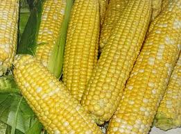 Семена кукурузы «ЕС АНАМУР»