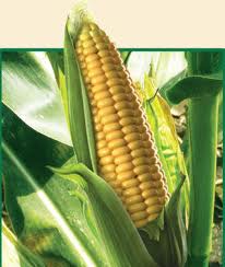 Семена кукурузы КРАЗИ КС ФАО 320