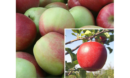 Sprzedaż jabłek Ligol z własnych sadów