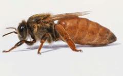 Плідні чистопородні Карпатські бджоломатки