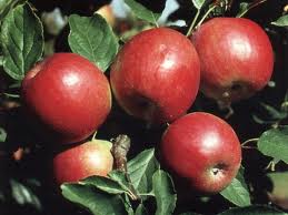 Jabłka odmiany Aidaren, kupię w Czerniowcach