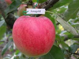 Sprzedam jabłka Jonagold