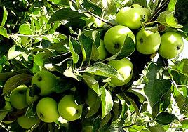 Jabłka odmiany Renet Simyrenko sprzedawane są hurtowo i detalicznie