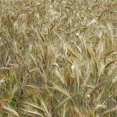Пшеница озимая Скарбниця, Зміна - 1 репрод.