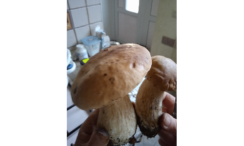 Купити Міцелій зерновий гриба білого