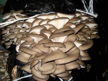 Bloki grzybowe - podłoże z grzybni grzybowej produkcji własnej