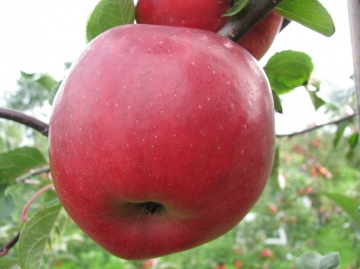 Сорт Реколор, иммунные сорта яблок