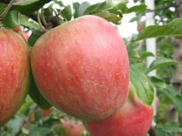 Сорт Рекарда, иммунные сорта яблок
