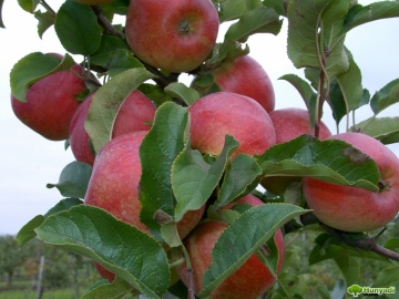 Сорт Ренора, імунні сорти яблук