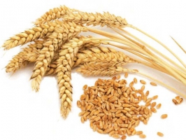 Пшеница озимая Новокиївська - супер элита