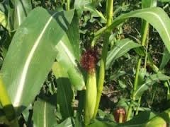 Семена кукурузы гибрид 