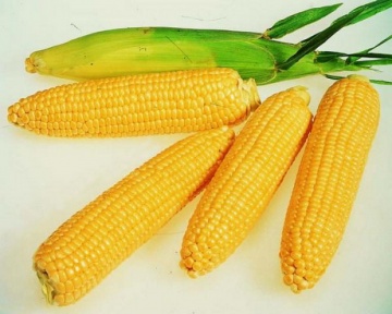 Семена кукурузы гибрид 