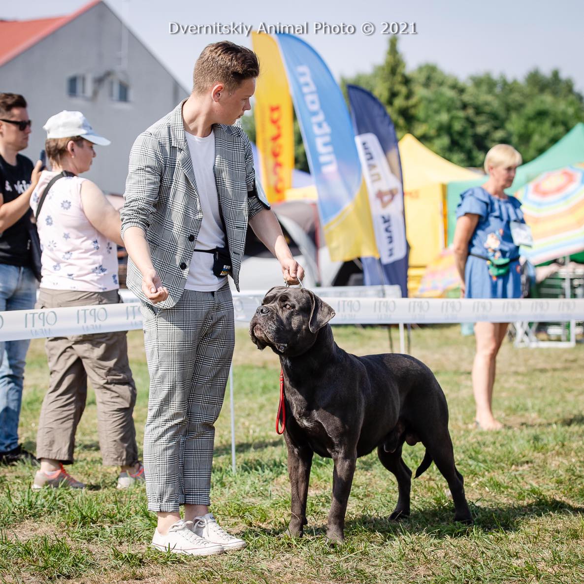 Услуги по подготовке собаки к выставке, хендлер Киев