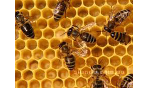 Купить пчелопакеты, Карпатских пчел