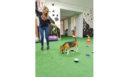 Trening sportowy (rally-obedience, nosework, agility)