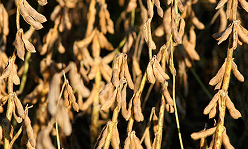Sprzedaż nasion soi KOFU na terenie całej Ukrainy