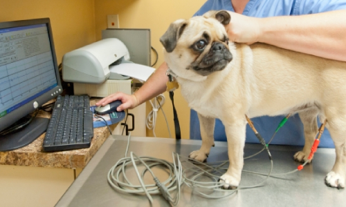 ЭКГ (электрокардиография) для собак во Львове