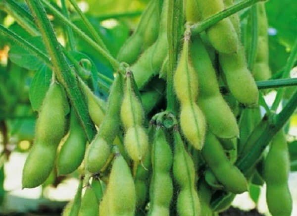 Sprzedaż nasion soi w Kofu, Morawy, Muza, Vilshanka