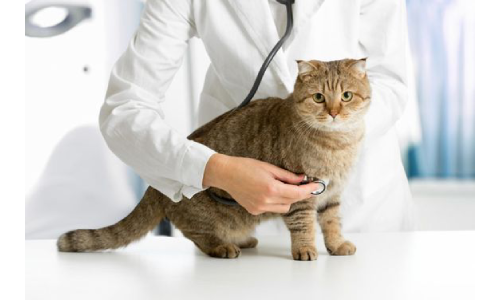 Ветеринарный врач-терапевт для домашних животных, Львов