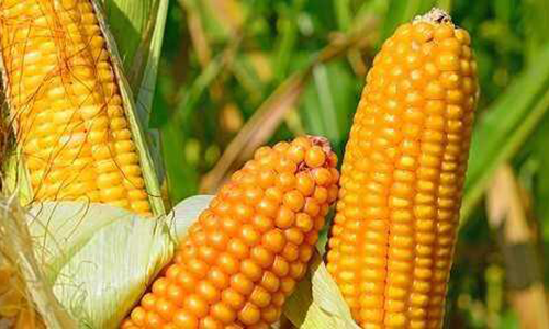 Семена гибрида кукурузы DN ORILSKY купить