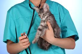 Квалифицированные услуги ветеринара консультация, осмотр, лечение животных в г. Львове
