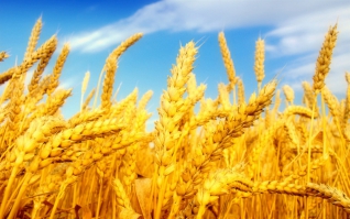Пшеница озимая Місія Одеська, Солоха -элита